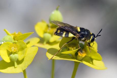 Para ampliar Stratiomys chamaeleon (Linnaeus, 1758) Mosca soldado hacer clic