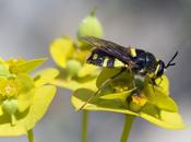 Stratiomys chamaeleon (Linnaeus, 1758) Mosca soldado