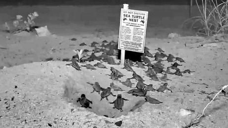 tortugas marinas webcam