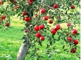 Beneficios de la manzana