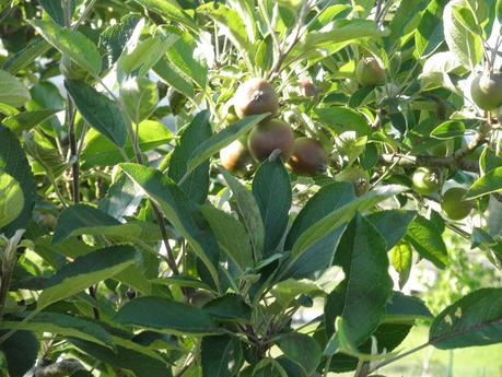 Manzanas, tentaciones saludables
