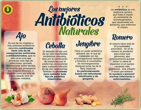 Los mejores antibióticos naturales #Infografía #Salud #Alimentación