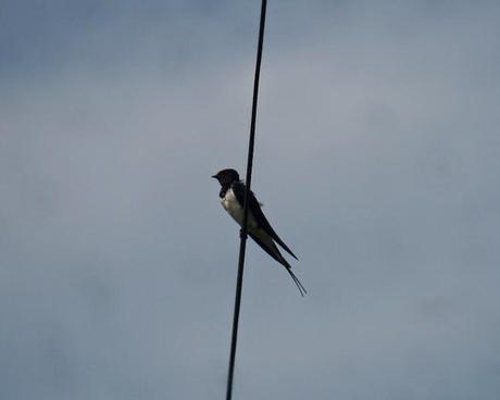Las golondrinas se preparan