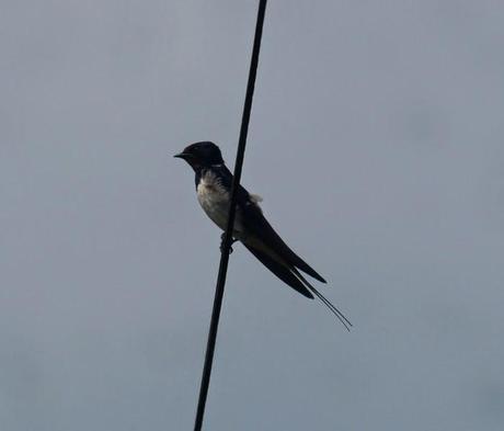 Las golondrinas se preparan