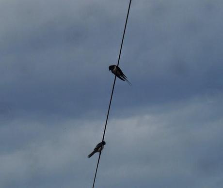 Las golondrinas se preparan