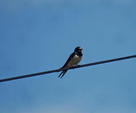 Las golondrinas se preparan