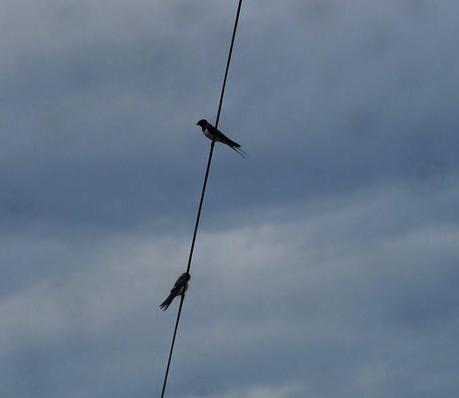 Las golondrinas se preparan