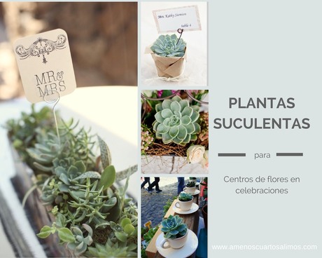 Plantas suculentas