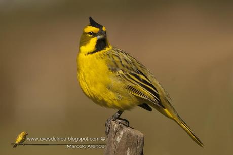 Cardenal amarillo ( Yellow Cardinal ) Gubernatrix cristata