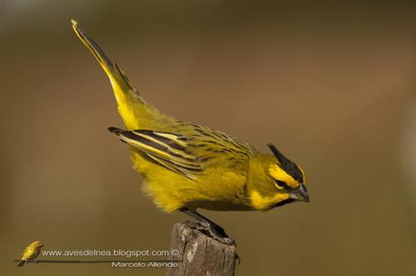 Cardenal amarillo ( Yellow Cardinal ) Gubernatrix cristata