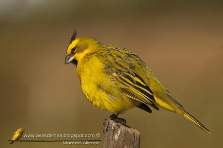 Cardenal amarillo ( Yellow Cardinal ) Gubernatrix cristata