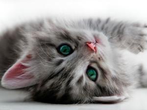 #prohibida la venta de perros y gatos