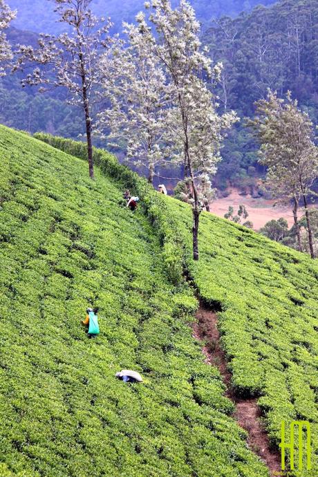 Campos de té en Sri Lanka