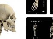 Skeletal System esqueleto humano