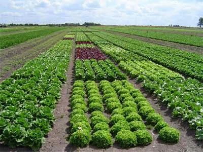 Sabes la diferencia entre Bio, Eco, Natural y orgánico?