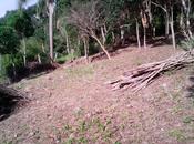 Domo Geodésico vivienda Garopaba Brasil