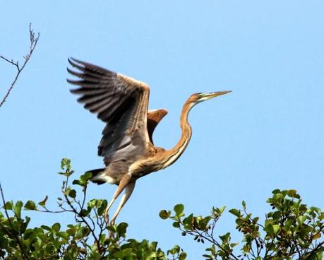 Garza imperial joven