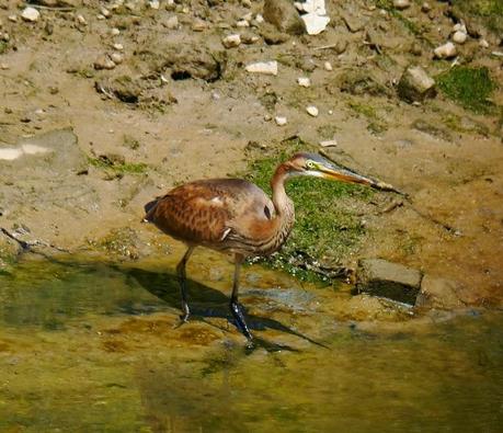 Garza imperial joven