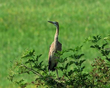 Garza imperial joven