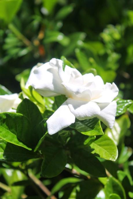 Salmón a la barbacoa.  Barbacoa urbana. Trucos para prepararla 1ª parte