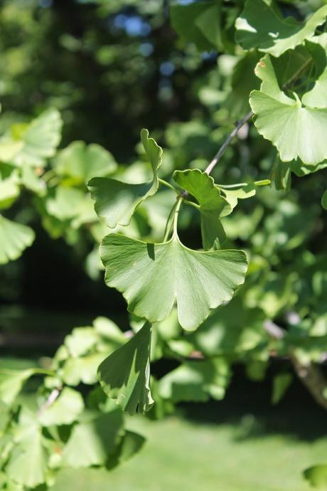 Ensalada de sandía, feta, kalamatas y menta... para #pon una ensalada en tu verano