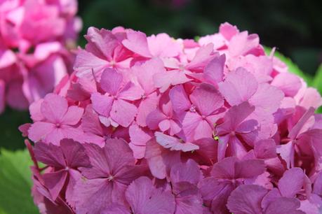 Ensalada de sandía, feta, kalamatas y menta... para #pon una ensalada en tu verano