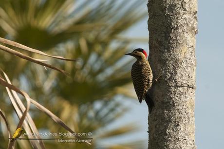 Carpintero real (Green-barred Woodpecker) Colaptes melanochloros