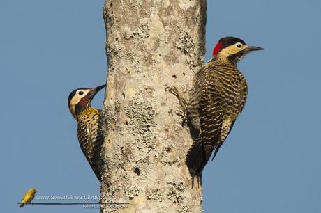 Carpintero real (Green-barred Woodpecker) Colaptes melanochloros