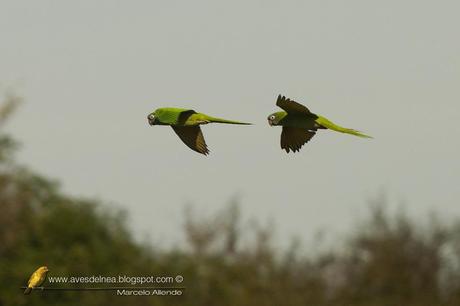 Calancate común (Blue-crowned Parakeet) Thectocercus acuticaudatus