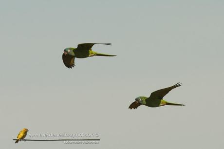 Calancate común (Blue-crowned Parakeet) Thectocercus acuticaudatus