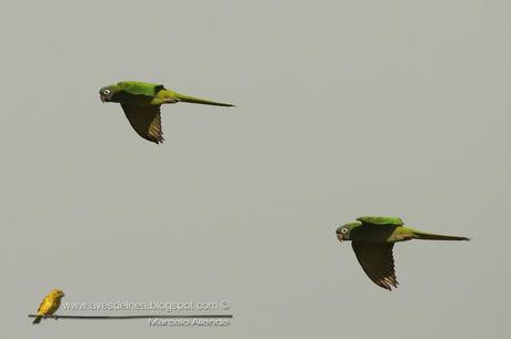 Calancate común (Blue-crowned Parakeet) Thectocercus acuticaudatus