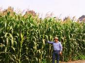 ¿Puede maíz transgénico invadir América Latina? (parte