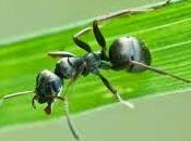 Proteger huerto hormigas