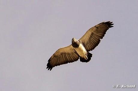 Primeros registros del Águila Mora (Geranoaetus melanoleucus) para las ciudades de La Paz y El Alto (Bolivia) y breve descripción de su estrategia de cacería. E. Richard y D. Contreras Z.
