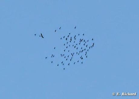 Primeros registros del Águila Mora (Geranoaetus melanoleucus) para las ciudades de La Paz y El Alto (Bolivia) y breve descripción de su estrategia de cacería. E. Richard y D. Contreras Z.