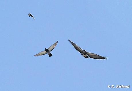 Primeros registros del Águila Mora (Geranoaetus melanoleucus) para las ciudades de La Paz y El Alto (Bolivia) y breve descripción de su estrategia de cacería. E. Richard y D. Contreras Z.