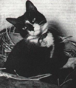 Héroes Inusuales: Simon, el Gato que fue enterrado con Honores Militares