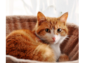 señales advertencia cáncer gatos todo dueño debería saber