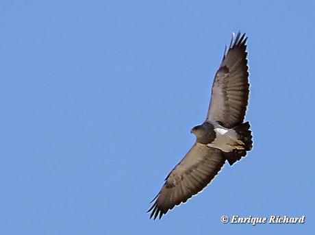 Nuevas localidades para el Águila Mora (Geranoaetus melanoleucus) en el altiplano de La Paz y Oruro, Bolivia y área circumlacustre del lago Titicaca (Bolivia y Perú). E. Richard. 2013