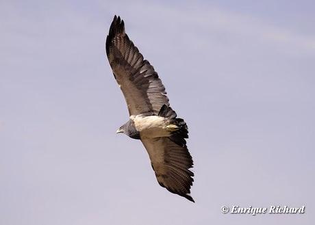 Nuevas localidades para el Águila Mora (Geranoaetus melanoleucus) en el altiplano de La Paz y Oruro, Bolivia y área circumlacustre del lago Titicaca (Bolivia y Perú). E. Richard. 2013