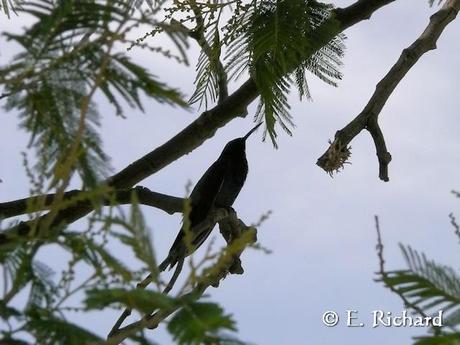 PORTFOLIO NATURAL: Colibri coruscans... Lulinchu...