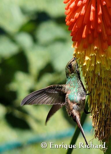 PORTFOLIO NATURAL: Sappho sparganura – Qory Kente (Quechua, Bolivia, Perú), picaflor cometa (Argentina), red tailed comet (inglés)