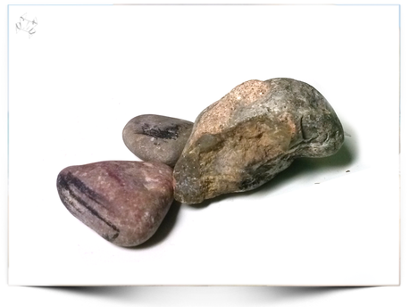 Cangrejito Paleontólogo