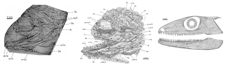 Paleoarte paleontografía y paleoartismo