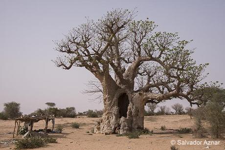 Press Trip / Senegal http://www.diariosdeunfotografodeviajes.com/2014/06/dakar-senegal-la-puerta-atlantica-del.html