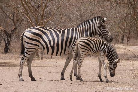 Press Trip / Senegal http://www.diariosdeunfotografodeviajes.com/2014/06/reserva-de-bandia-senegal.html