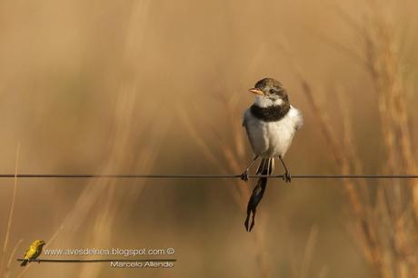 Yetapá de collar (Strange-tailed Tyrant) Alectrurus risora