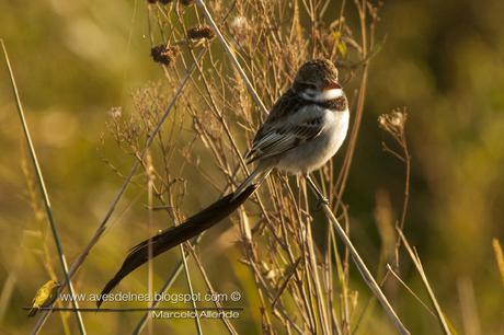 Yetapá de collar (Strange-tailed Tyrant) Alectrurus risora