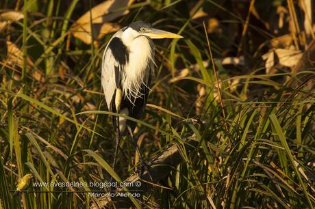 Garza mora (White-necked Heron) Ardea cocoi
