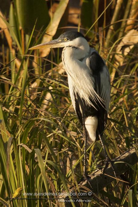 Garza mora (White-necked Heron) Ardea cocoi